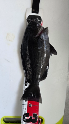 クチブトグレの釣果