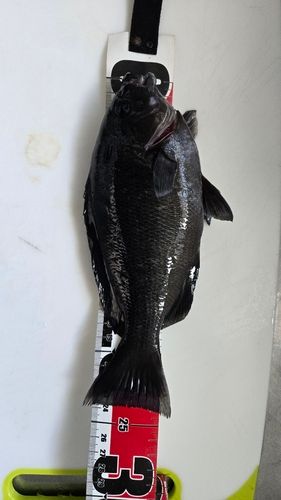 クチブトグレの釣果