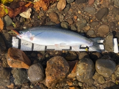 ニジマスの釣果