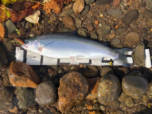 ニジマスの釣果