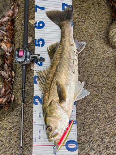 シーバスの釣果
