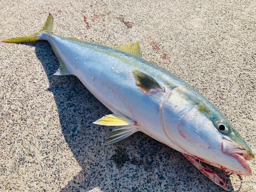 三陸海岸（宮城）