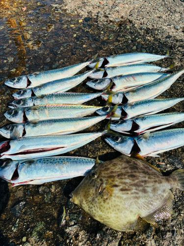 熱海港海釣り施設