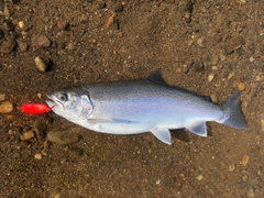 ニジマスの釣果