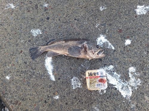 クロソイの釣果