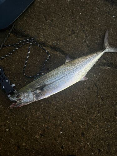 南港魚つり公園