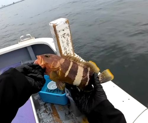 アオハタの釣果