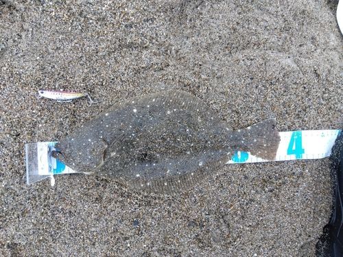 ヒラメの釣果