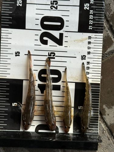 アカハゼの釣果