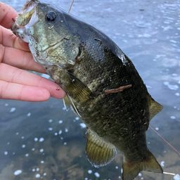 スモールマウスバス