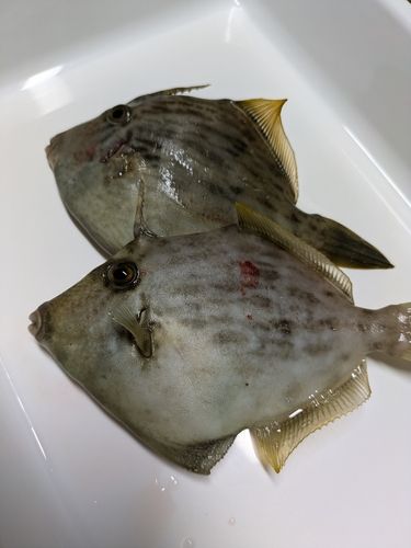 カワハギの釣果