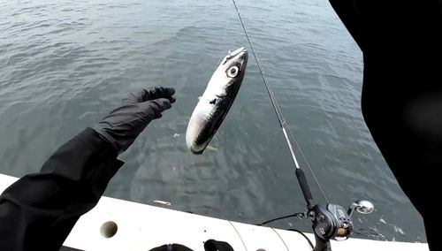 サバの釣果