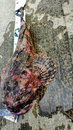 ツマグロカジカの釣果