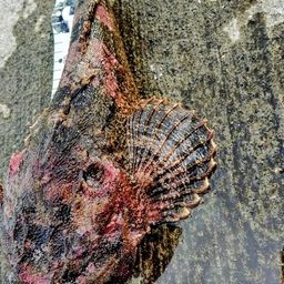 ツマグロカジカ