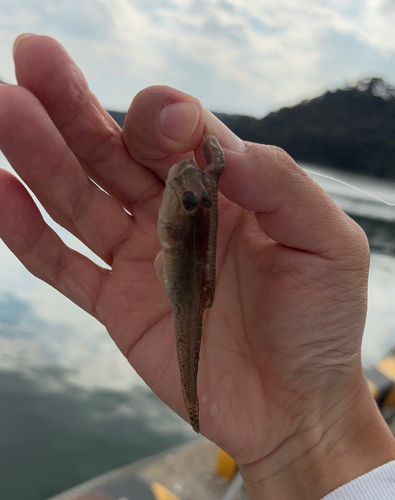 マハゼの釣果