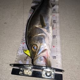 フッコ(マルスズキ)