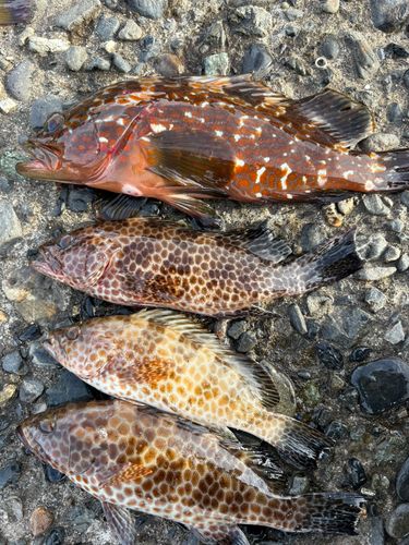 キジハタの釣果