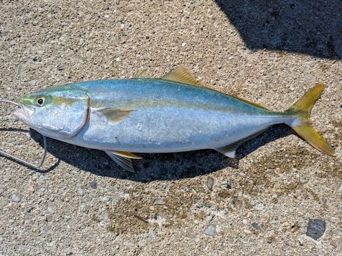 周防大島（屋代島）