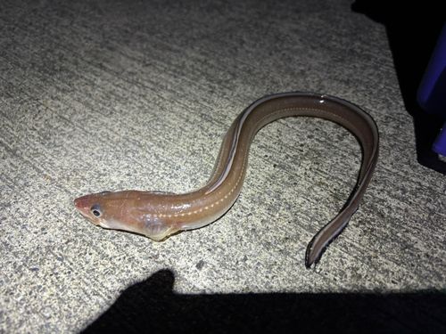 マアナゴの釣果