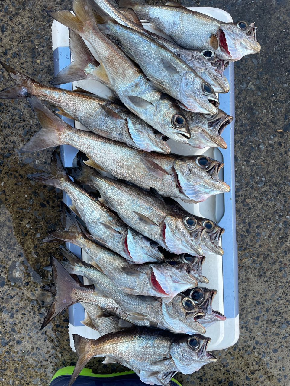 ECSTASEA【東京湾ガイド】さんの釣果 1枚目の画像