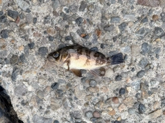 シロメバルの釣果