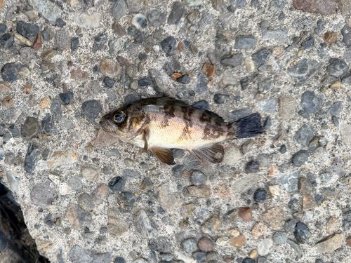 若洲海浜公園海釣り施設