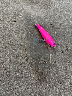 シタビラメの釣果