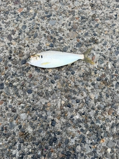 コノシロの釣果