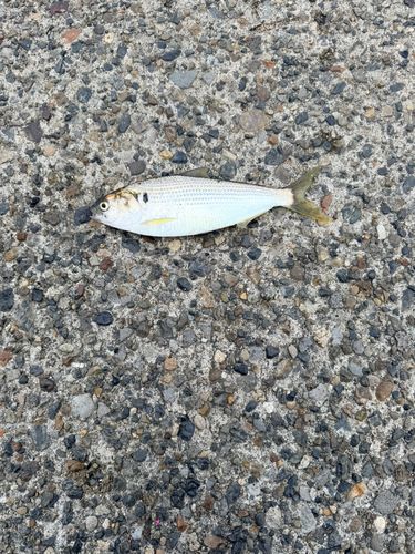 コノシロの釣果