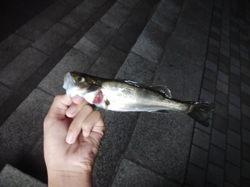 セイゴ（マルスズキ）の釣果