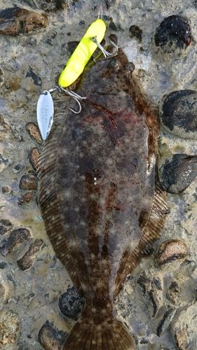 ヒラメの釣果