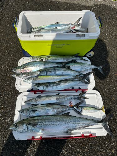 サワラの釣果