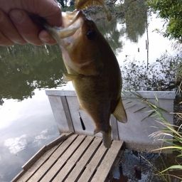 ラージマウスバス