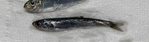 ウルメイワシの釣果