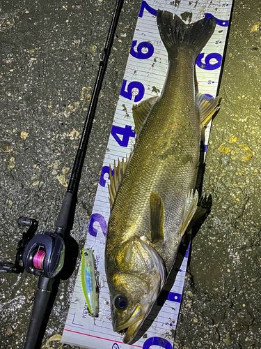 シーバスの釣果