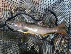 ニッコウイワナの釣果