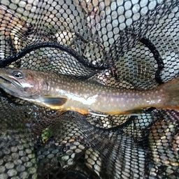 ニッコウイワナ