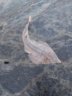 サカタザメの釣果