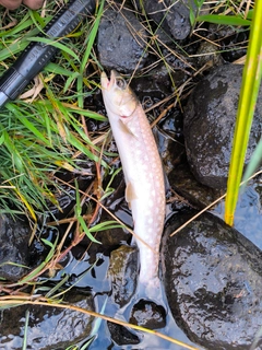 アメマスの釣果