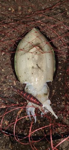 モンゴウイカの釣果