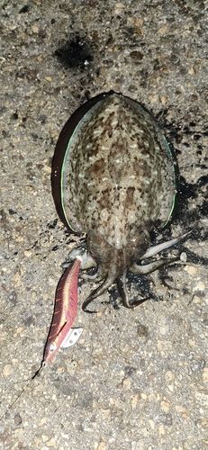 モンゴウイカの釣果