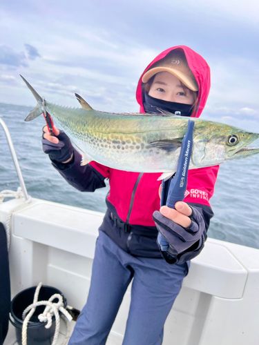 サワラの釣果