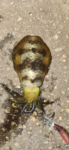 アオリイカの釣果