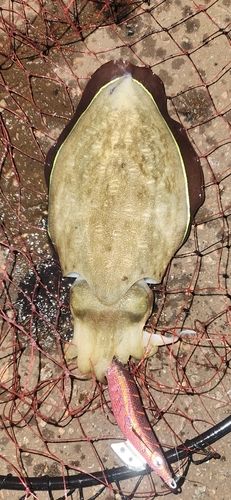 モンゴウイカの釣果