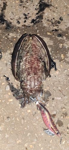 コウイカの釣果