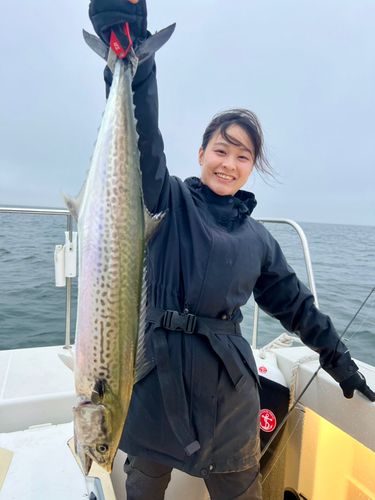 サワラの釣果