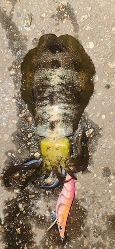アオリイカの釣果