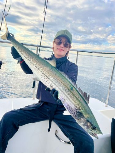 サワラの釣果