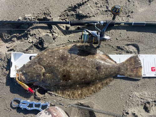 ヒラメの釣果