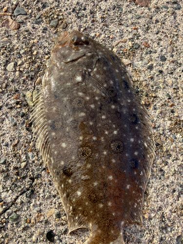 ガンゾウビラメの釣果